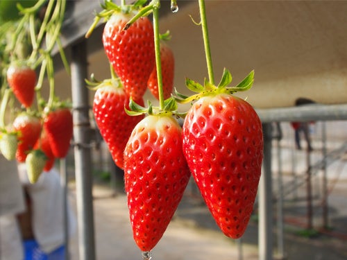 【名古屋・一社発】花の祭典!浜名湖花フェスタ&いちご狩り&うなぎパイ工場&浜名湖産うなぎの天重とオードブルビュッフェ2